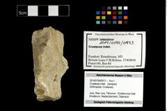 Foto (Objekt + Etikett) von Crustacea indet.  (NHMW-GEO-2014-0194-0973)